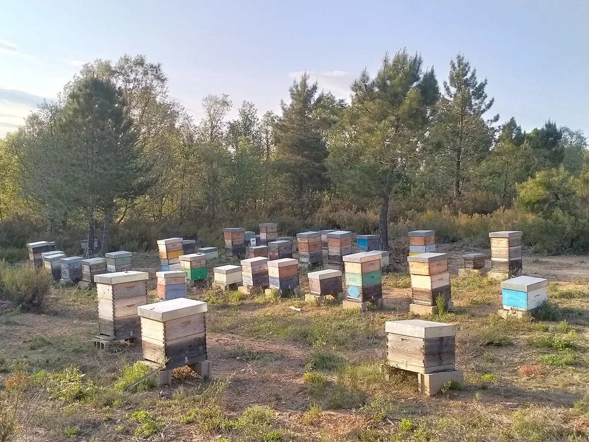 Boyamiel cultivo miel.webp